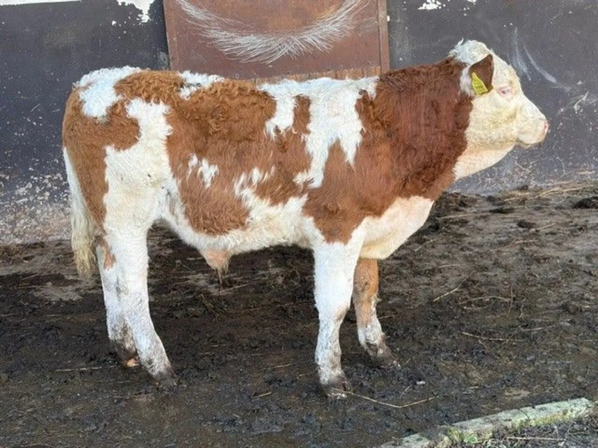 6 Continental Bull Weanlings - Image 3