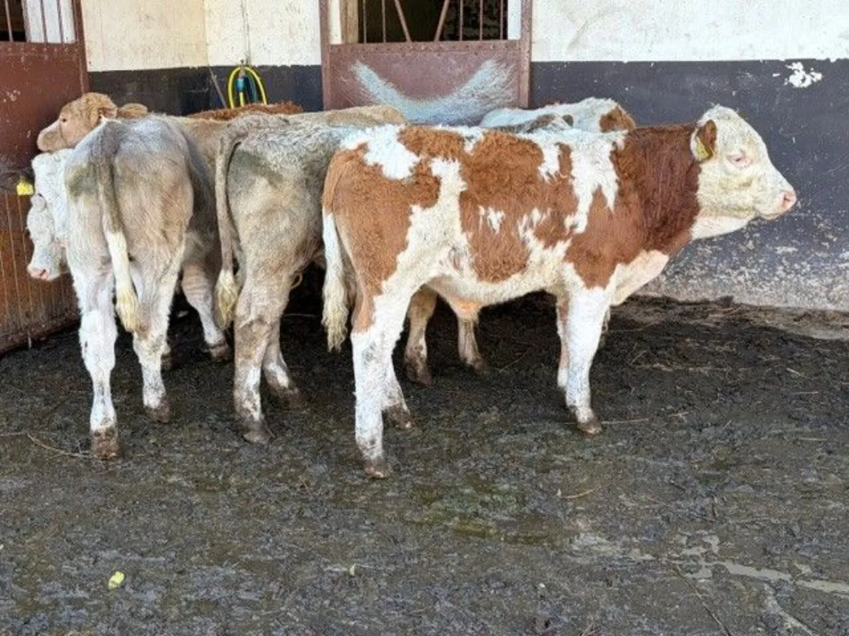 6 Continental Bull Weanlings - Image 2