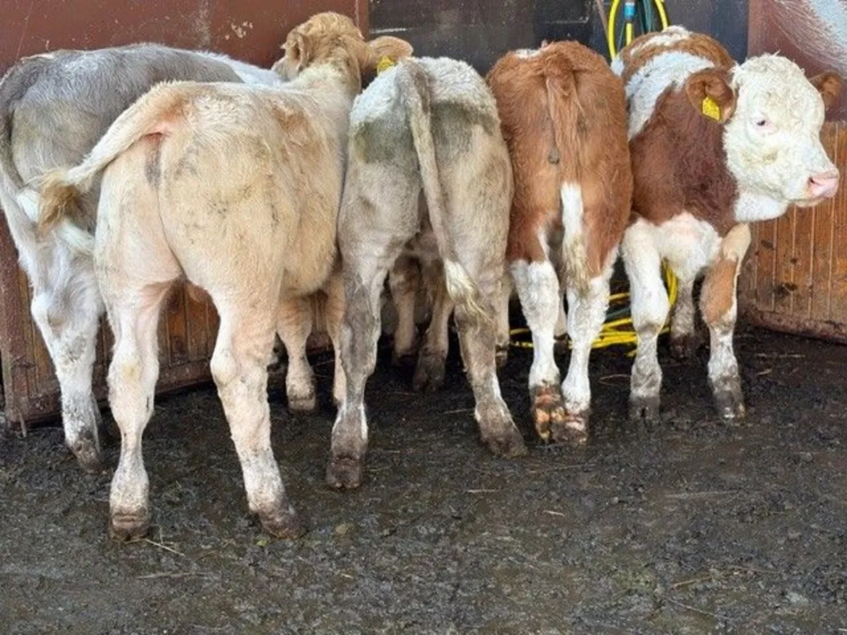 6 Continental Bull Weanlings - Image 1