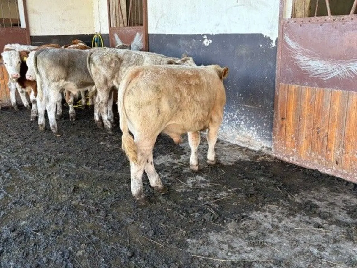 6 Continental Bull Weanlings - Image 4