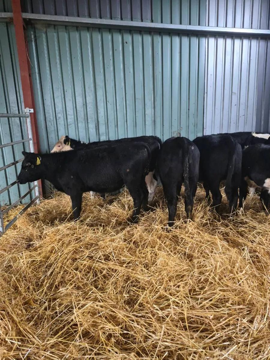 Weanking Heifers - Image 2
