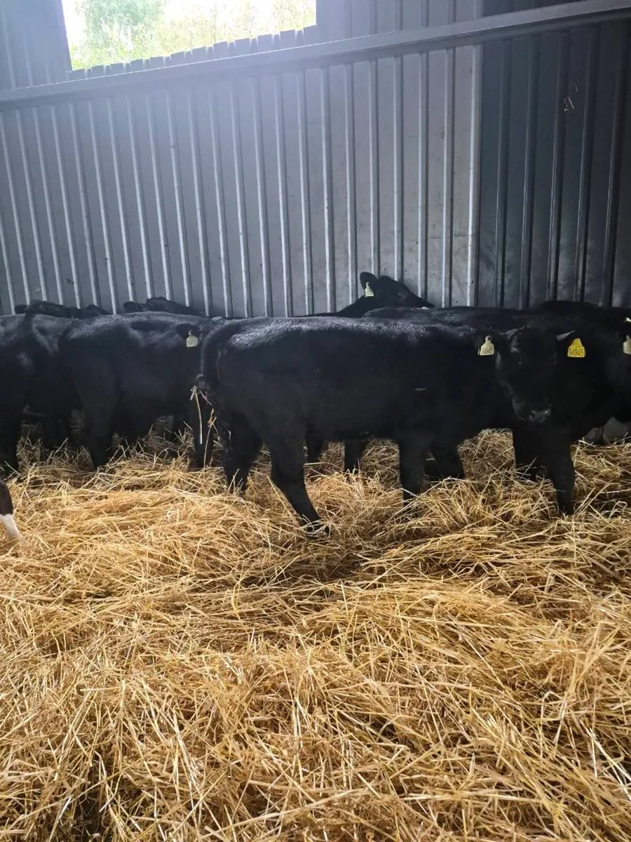 Weanking Heifers - Image 1