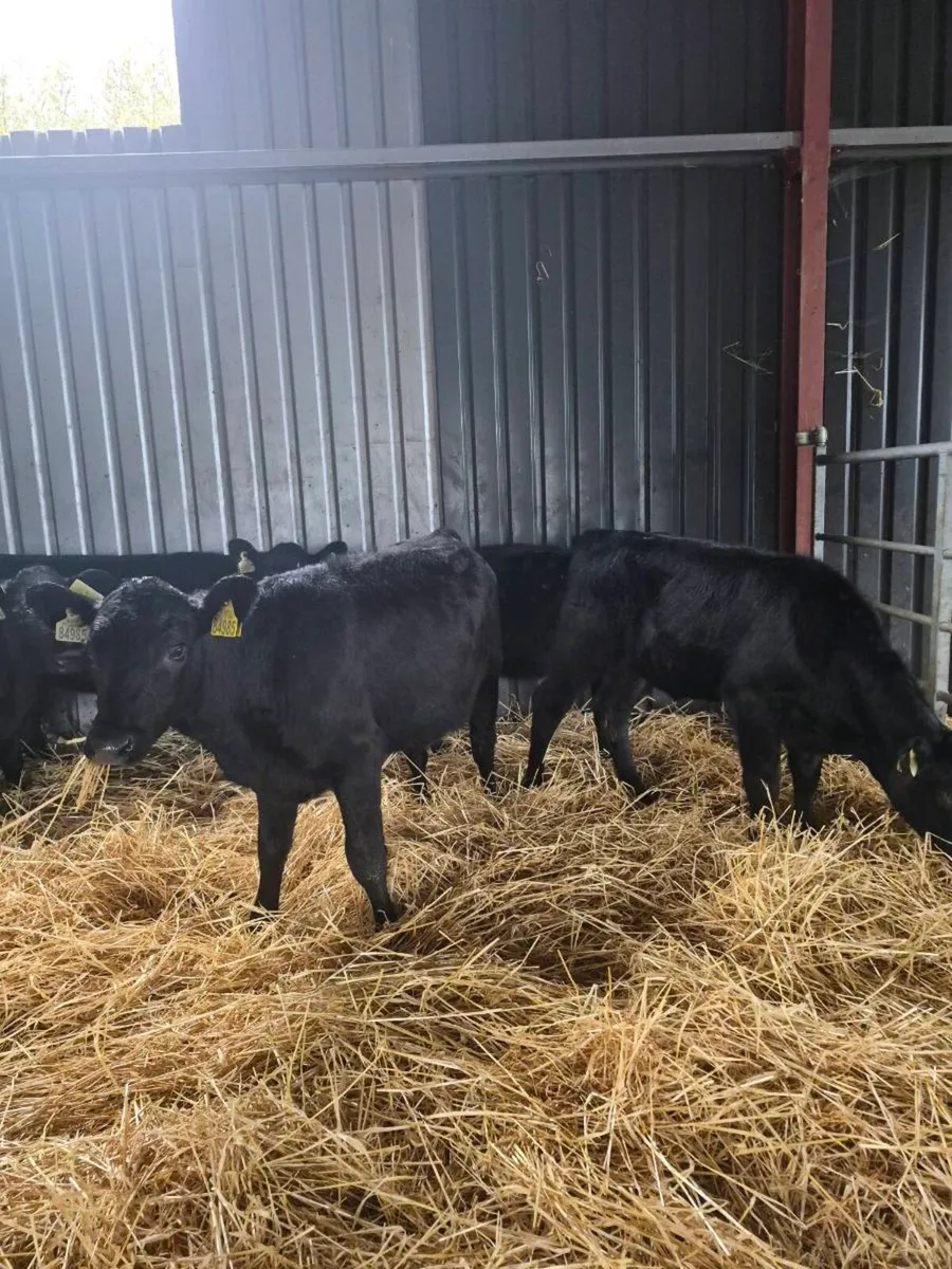 Weanking Heifers - Image 3