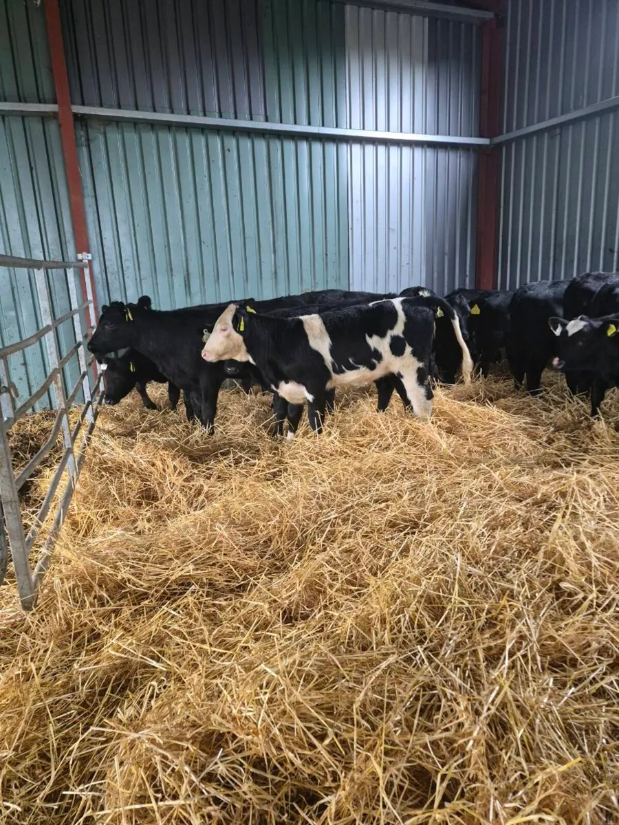 Weanking Heifers - Image 4