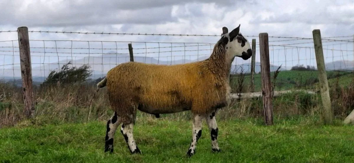 LEICESTER RAM LAMBS - Image 3