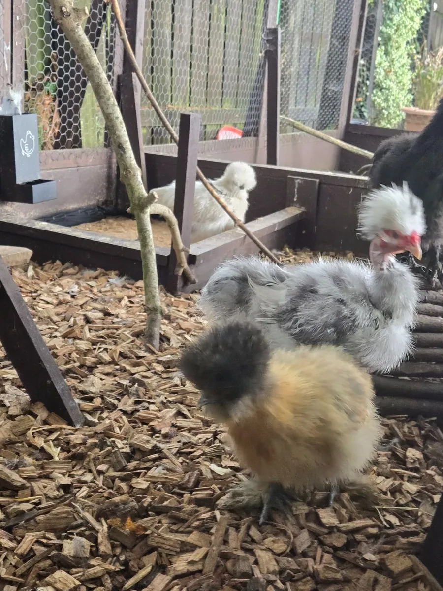 Silkie Naked Neck Rooster - Image 1