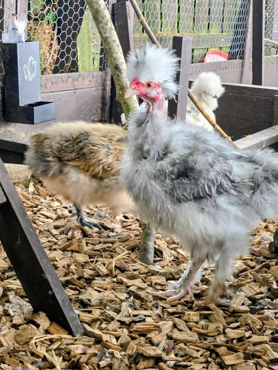 Silkie Naked Neck Rooster - Image 2