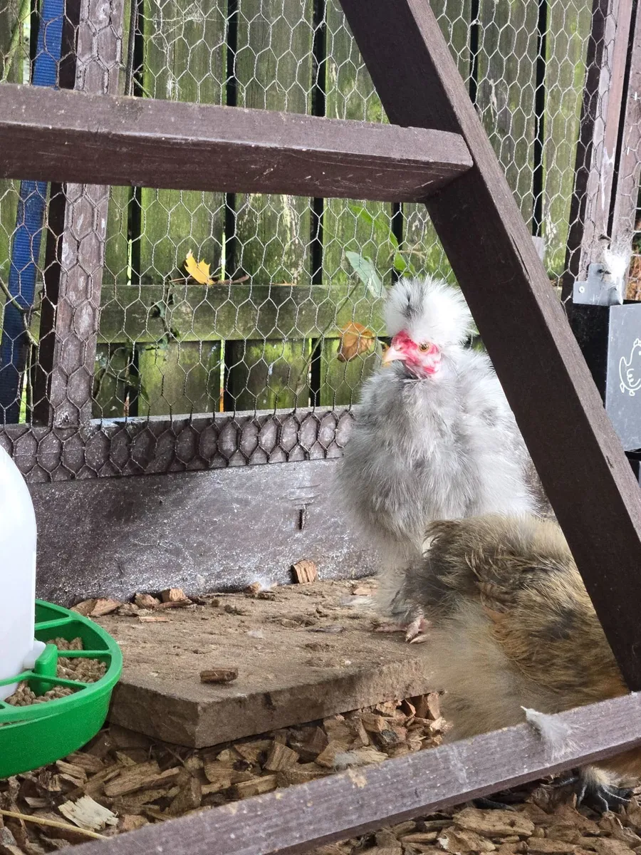 Silkie Naked Neck Rooster - Image 4