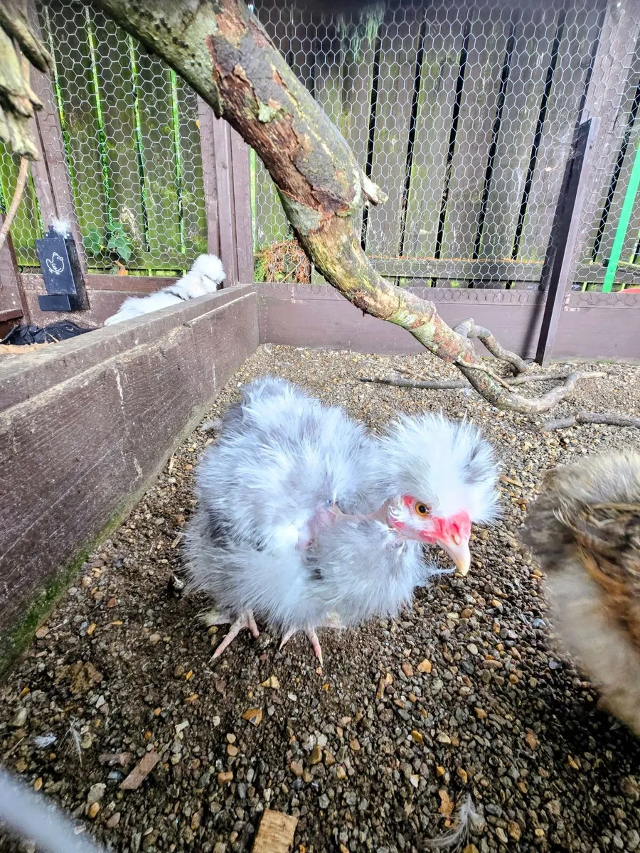 Silkie Naked Neck Rooster - Image 3