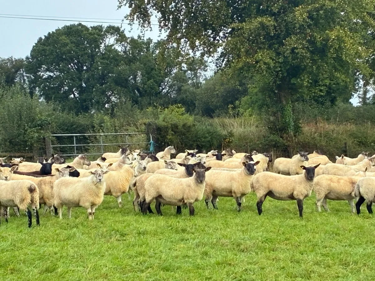Hogget sheep - Image 1