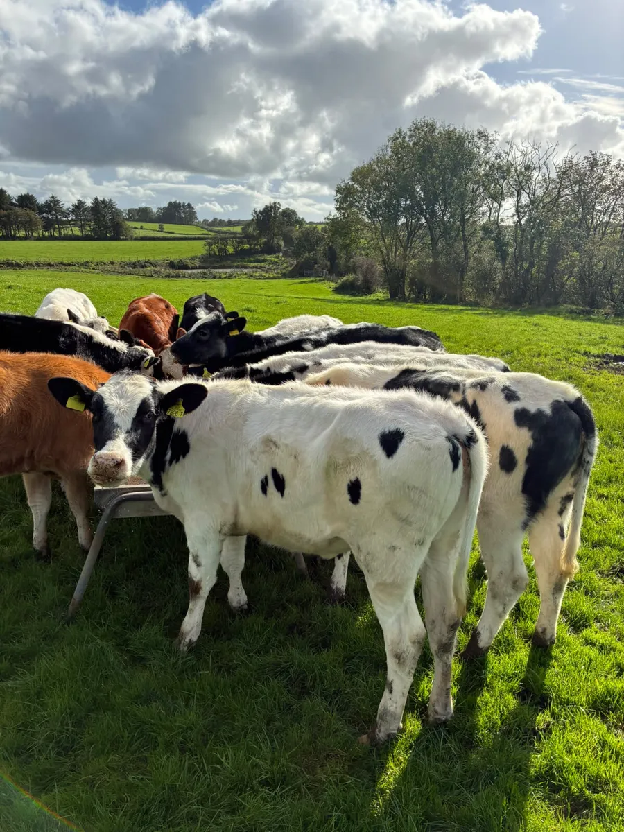 Blue Hereford and lim heifers - Image 4