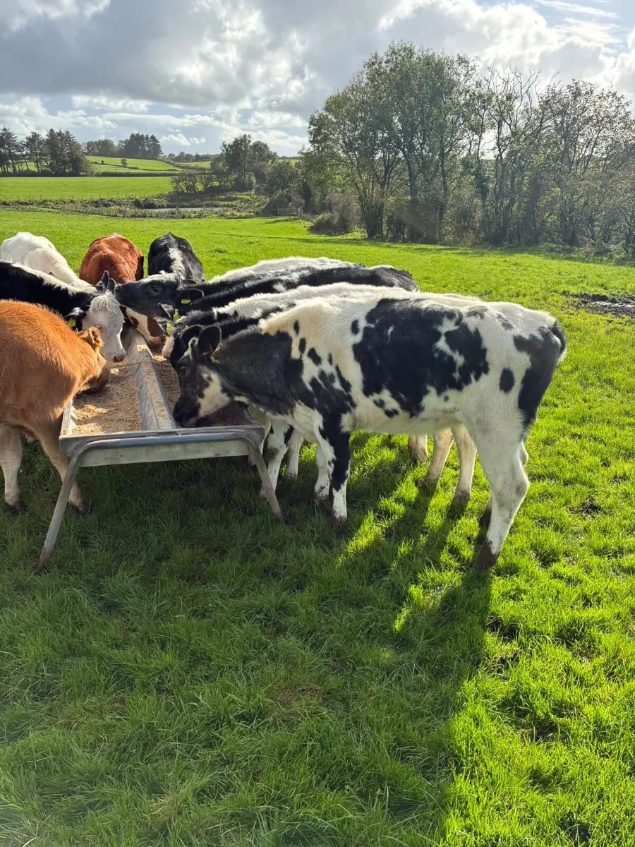 Blue Hereford and lim heifers - Image 3