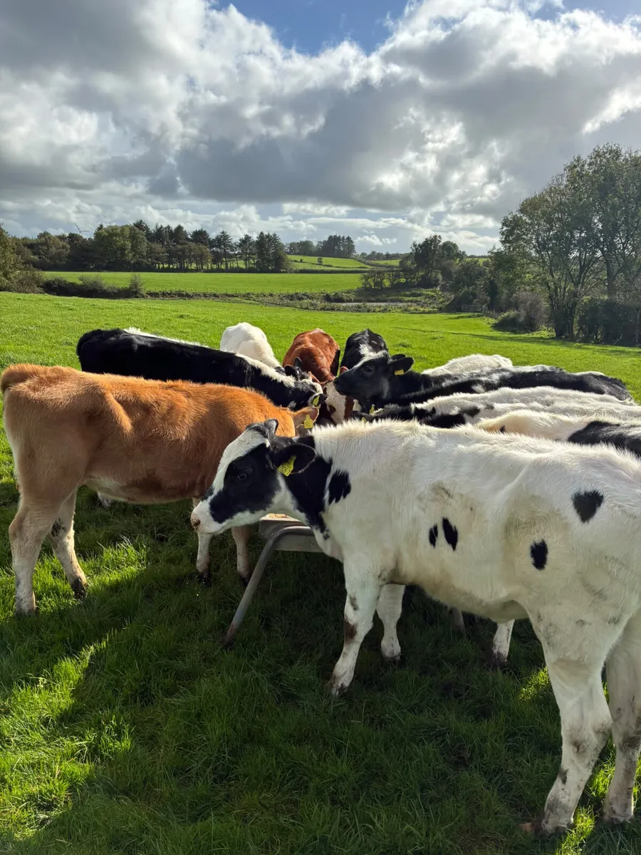 Blue Hereford and lim heifers - Image 1