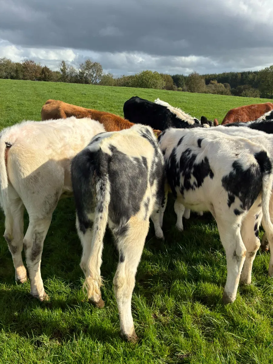 Blue Hereford and lim heifers - Image 2