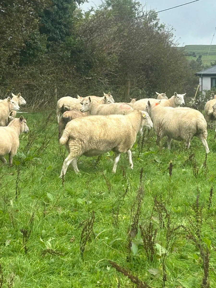 Aged ewes - Image 2
