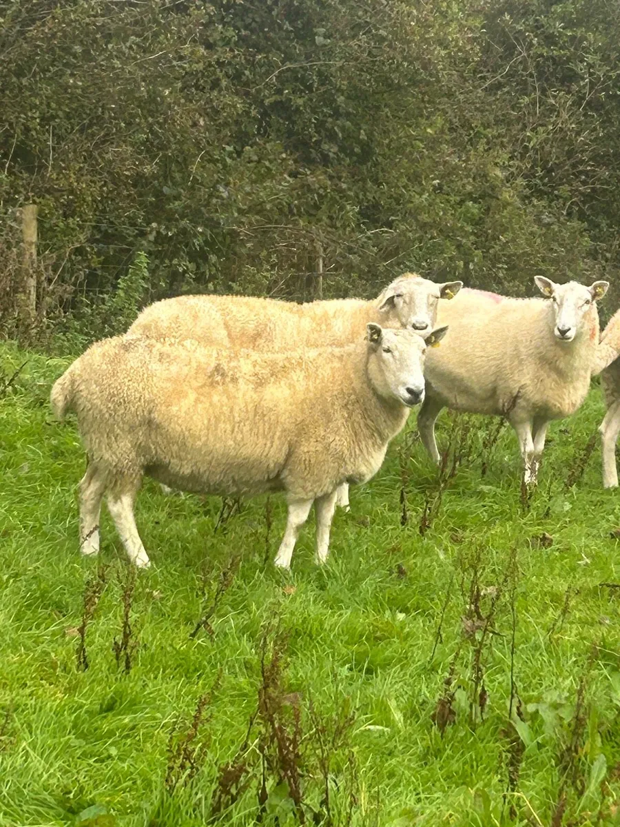 Aged ewes - Image 3