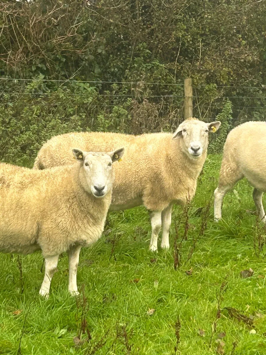Aged ewes - Image 1