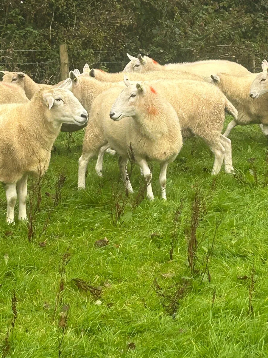 Aged ewes - Image 4