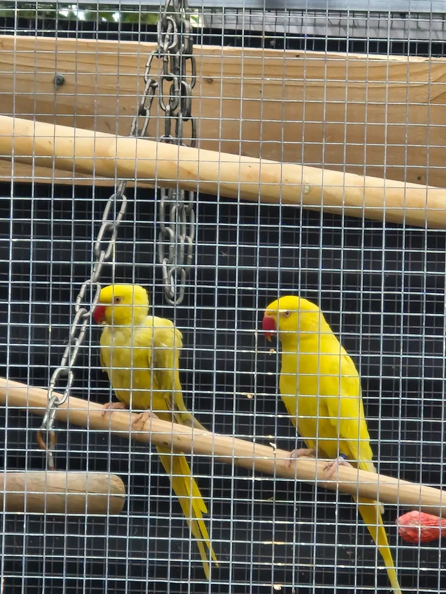 Birds - Image 1