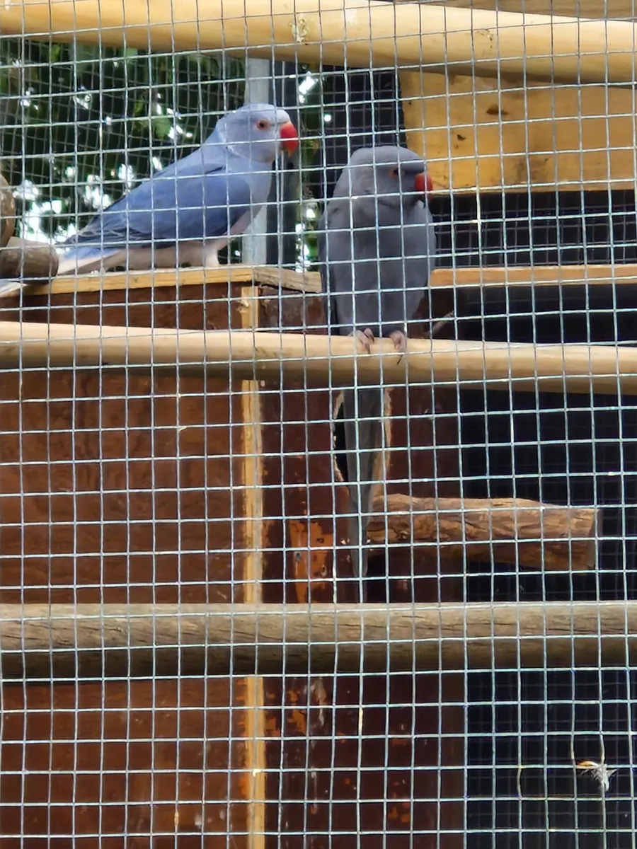 Birds - Image 2