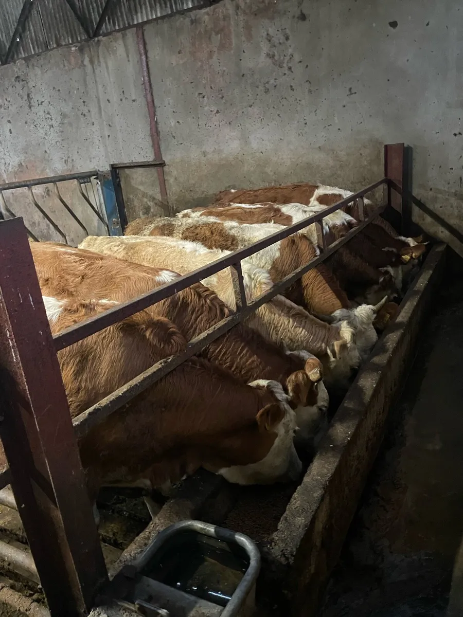 Flexkvegh heifers