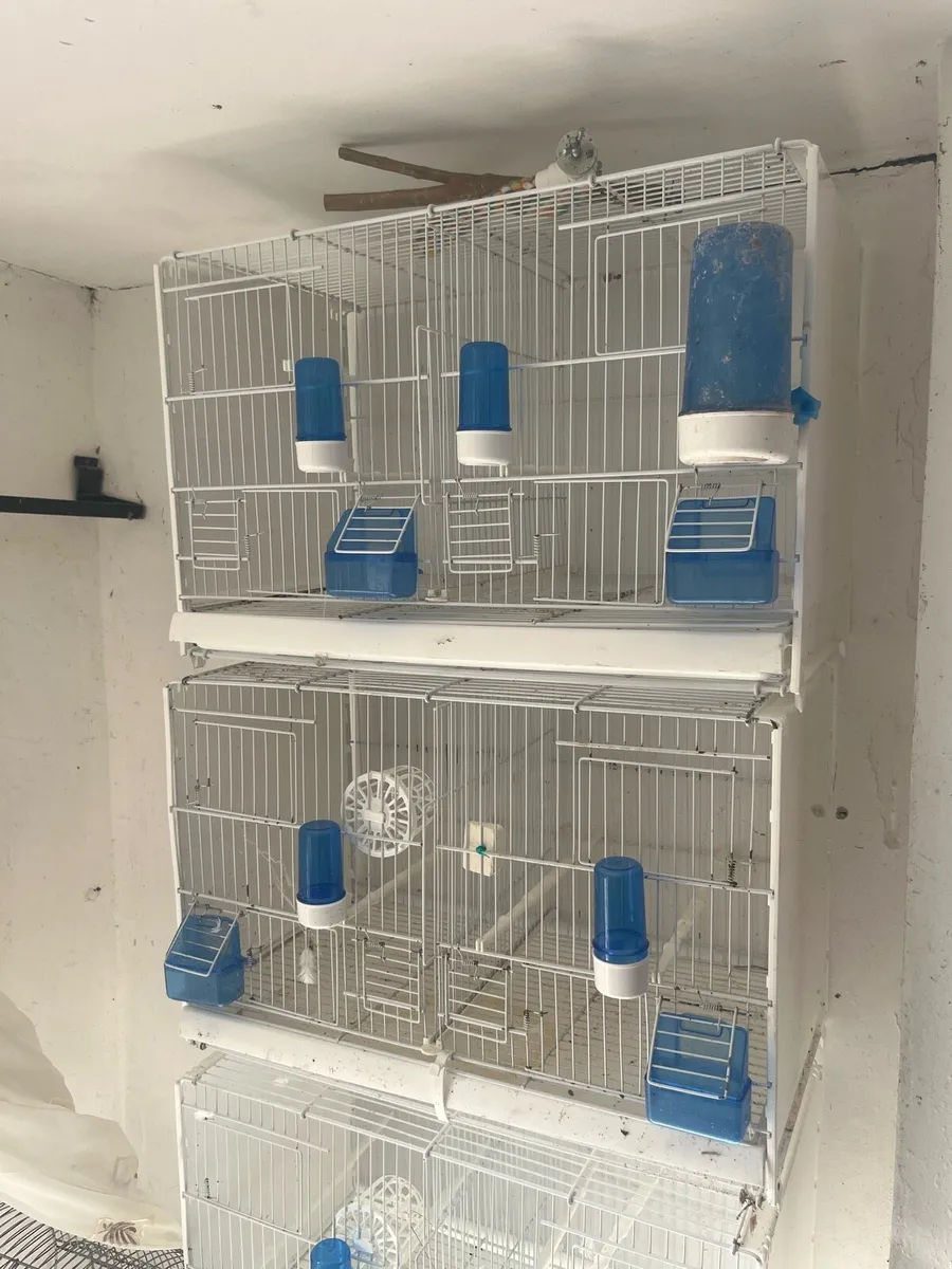 Bird cages - Image 1