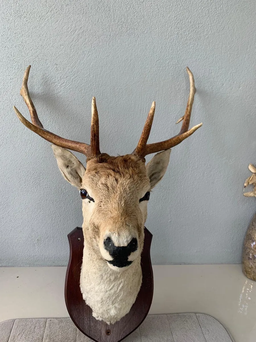 Stags Head - Image 1