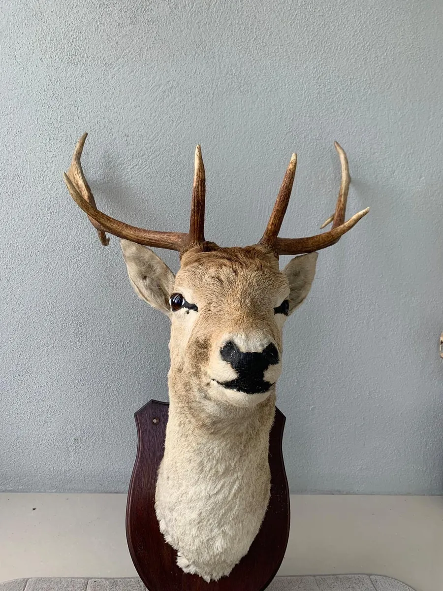 Stags Head - Image 2