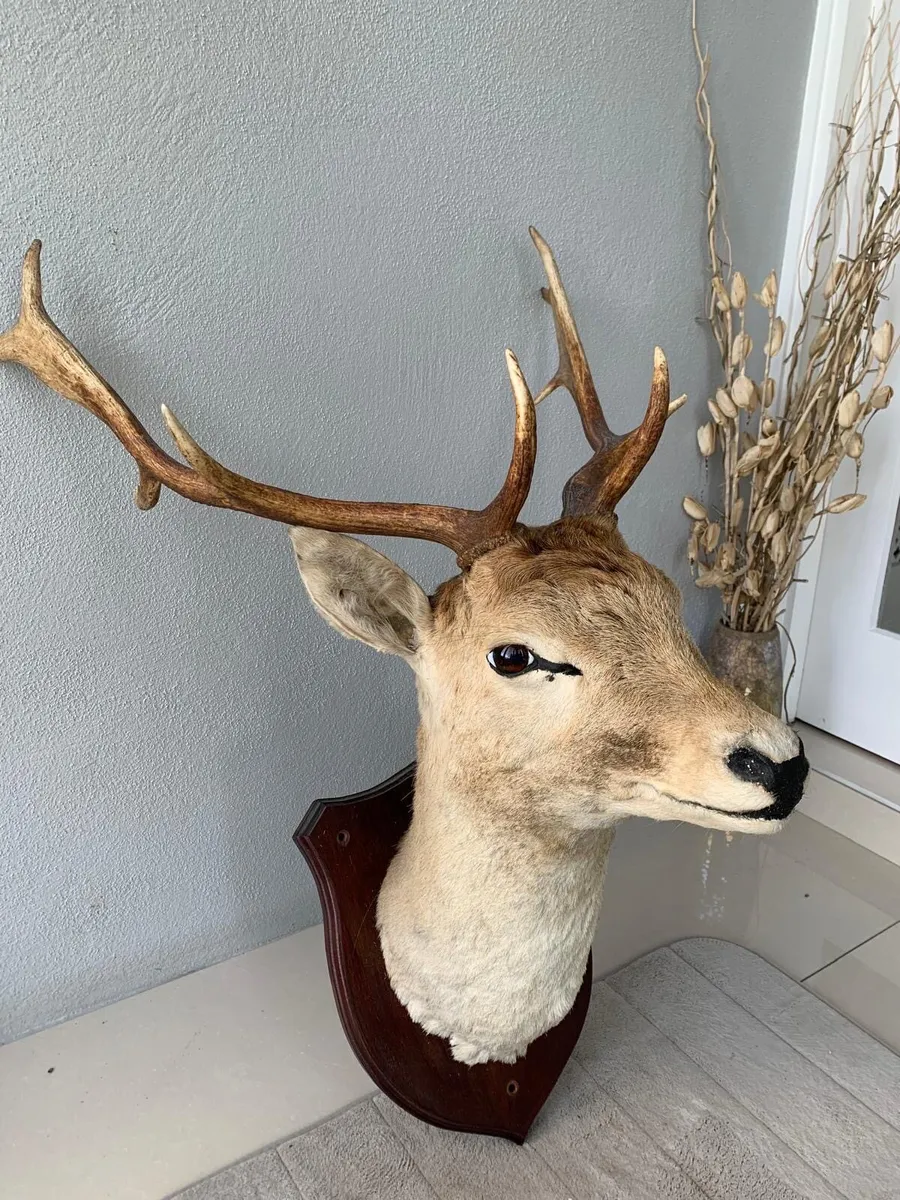Stags Head - Image 4