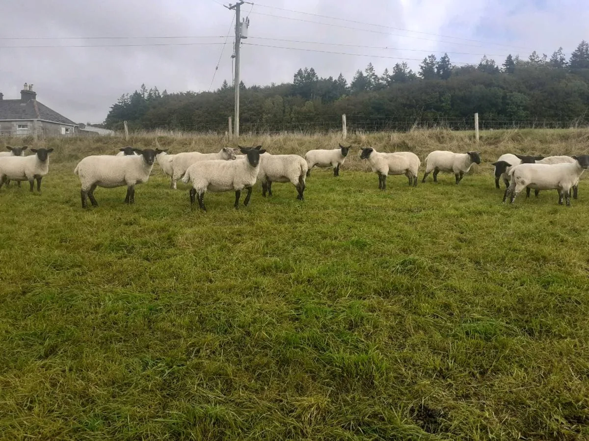 Hogget - Image 1