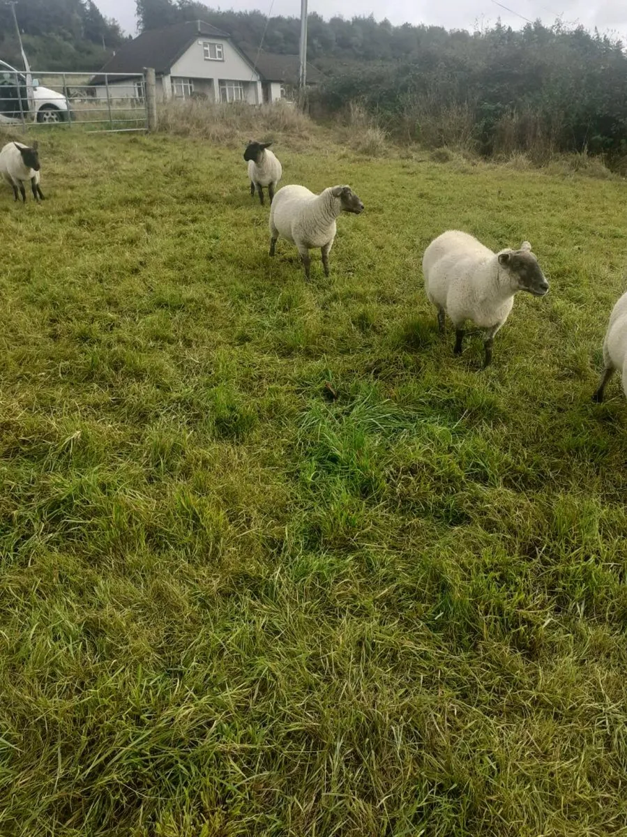 Hogget - Image 2