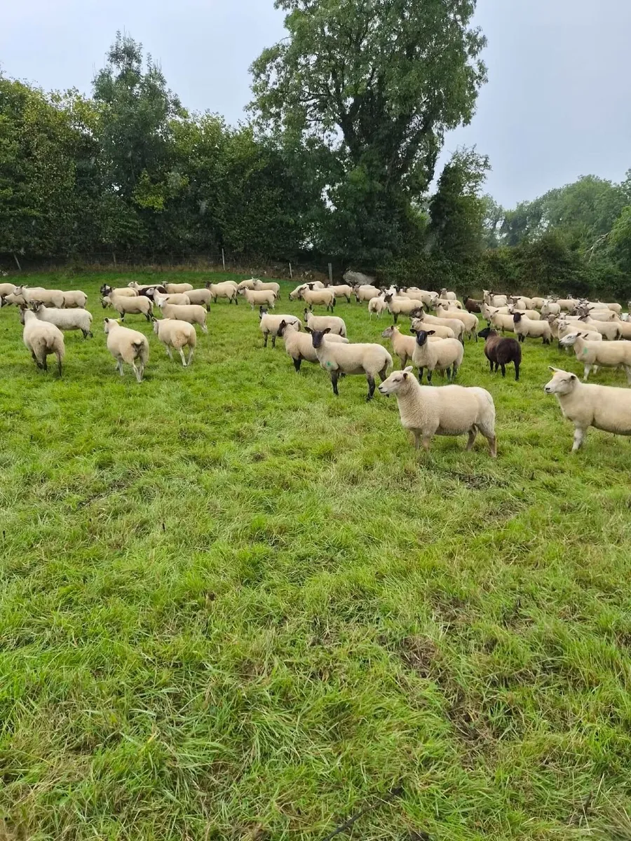 Hogget sheep - Image 2