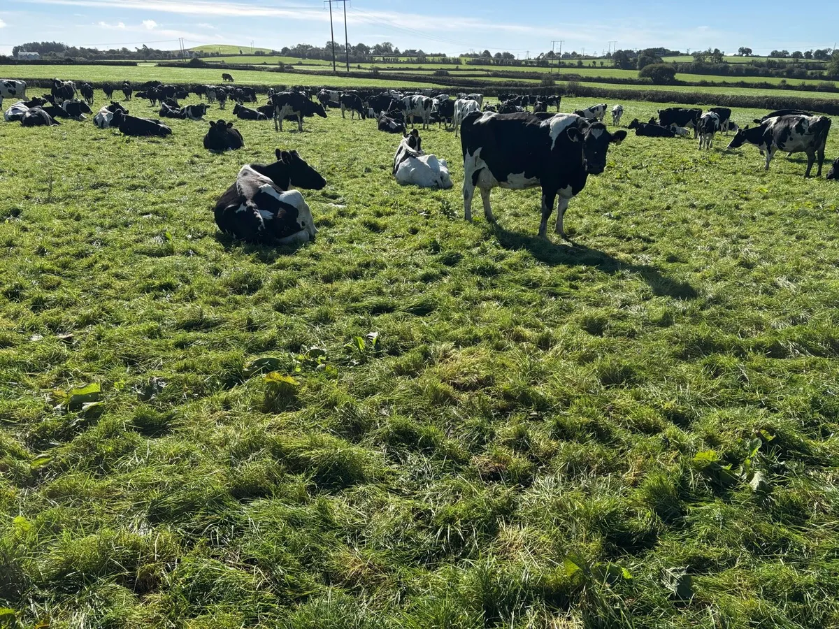 Incalf milking cows - Image 2