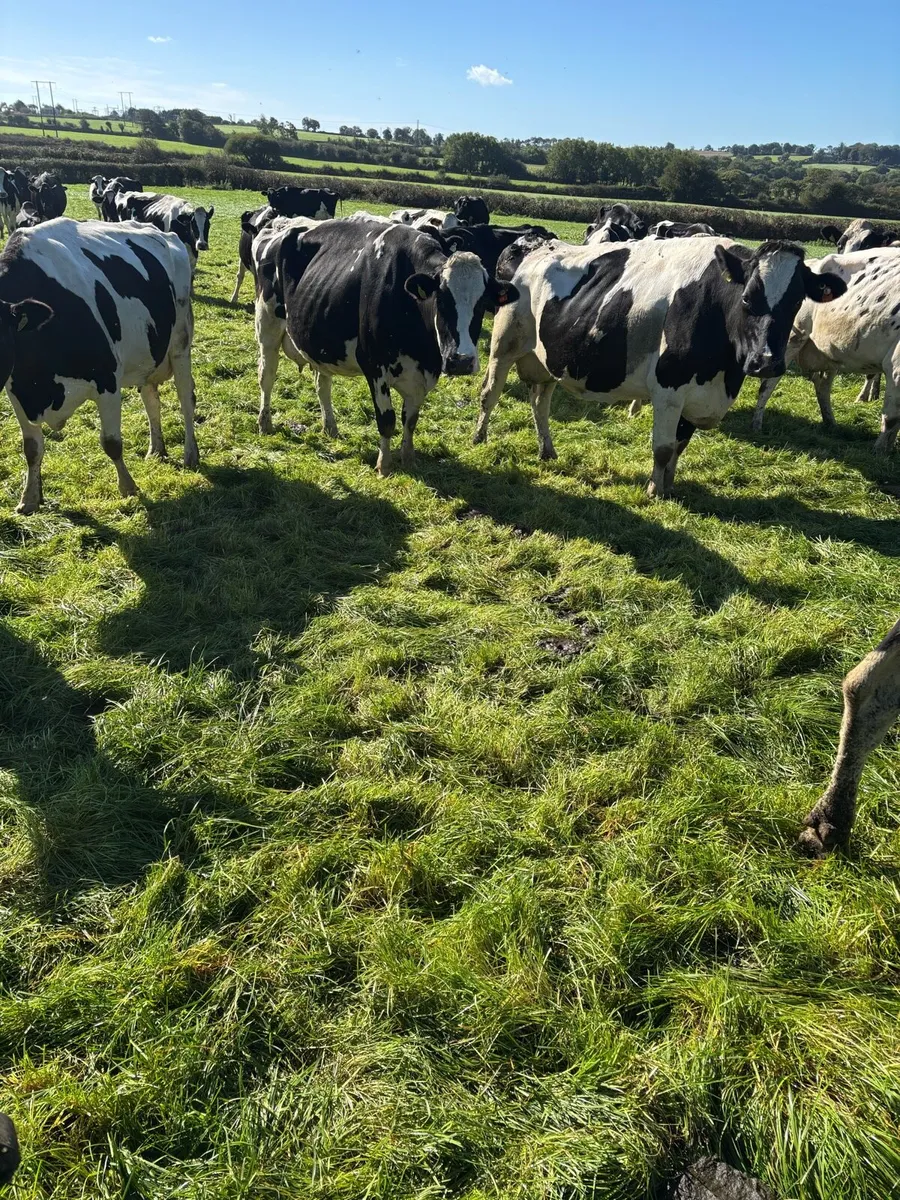 Incalf milking cows - Image 3