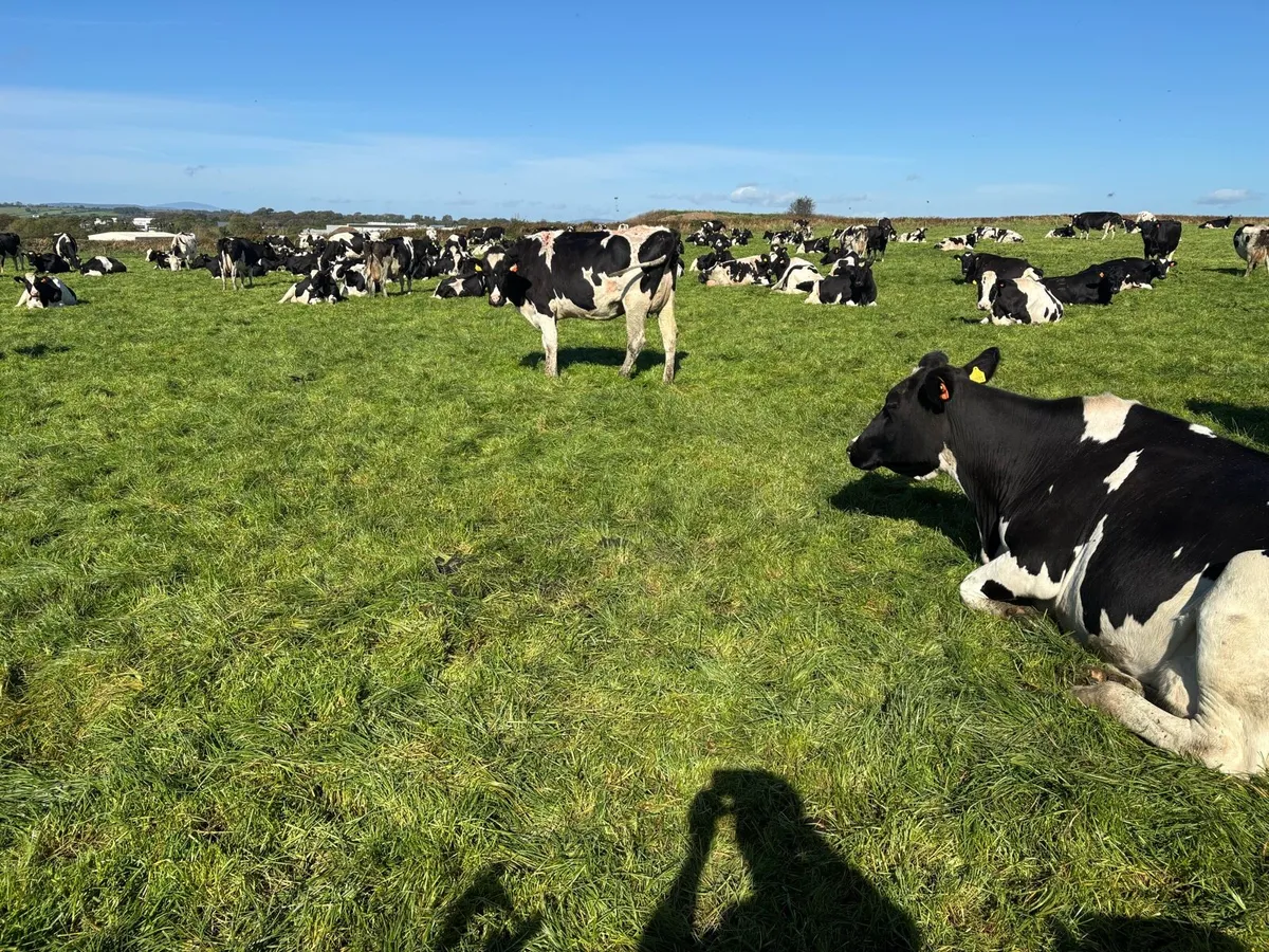 Incalf milking cows - Image 4