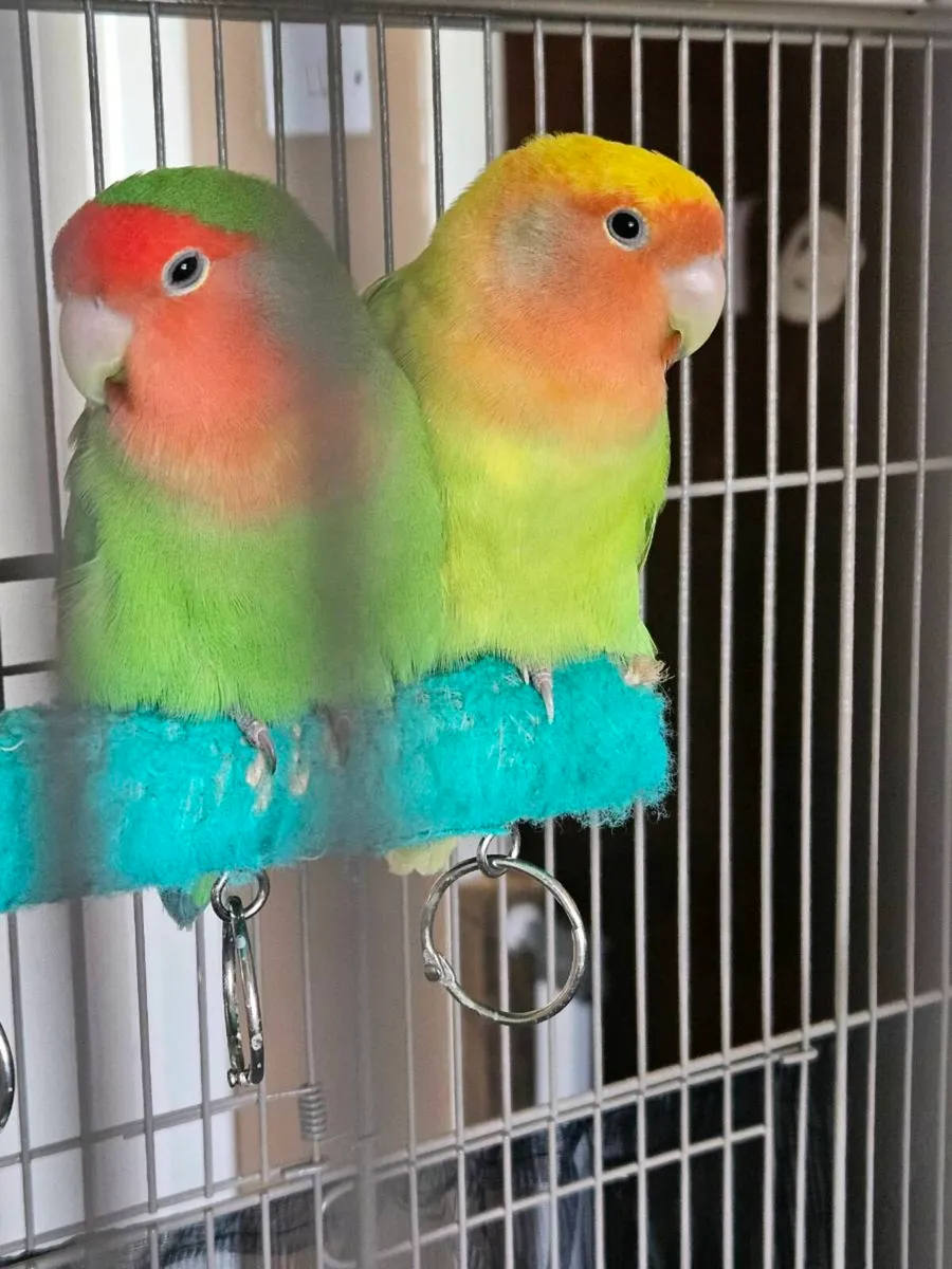 Peach Faced Lovebirds - Image 2