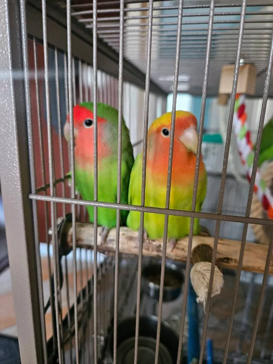 Peach Faced Lovebirds - Image 4