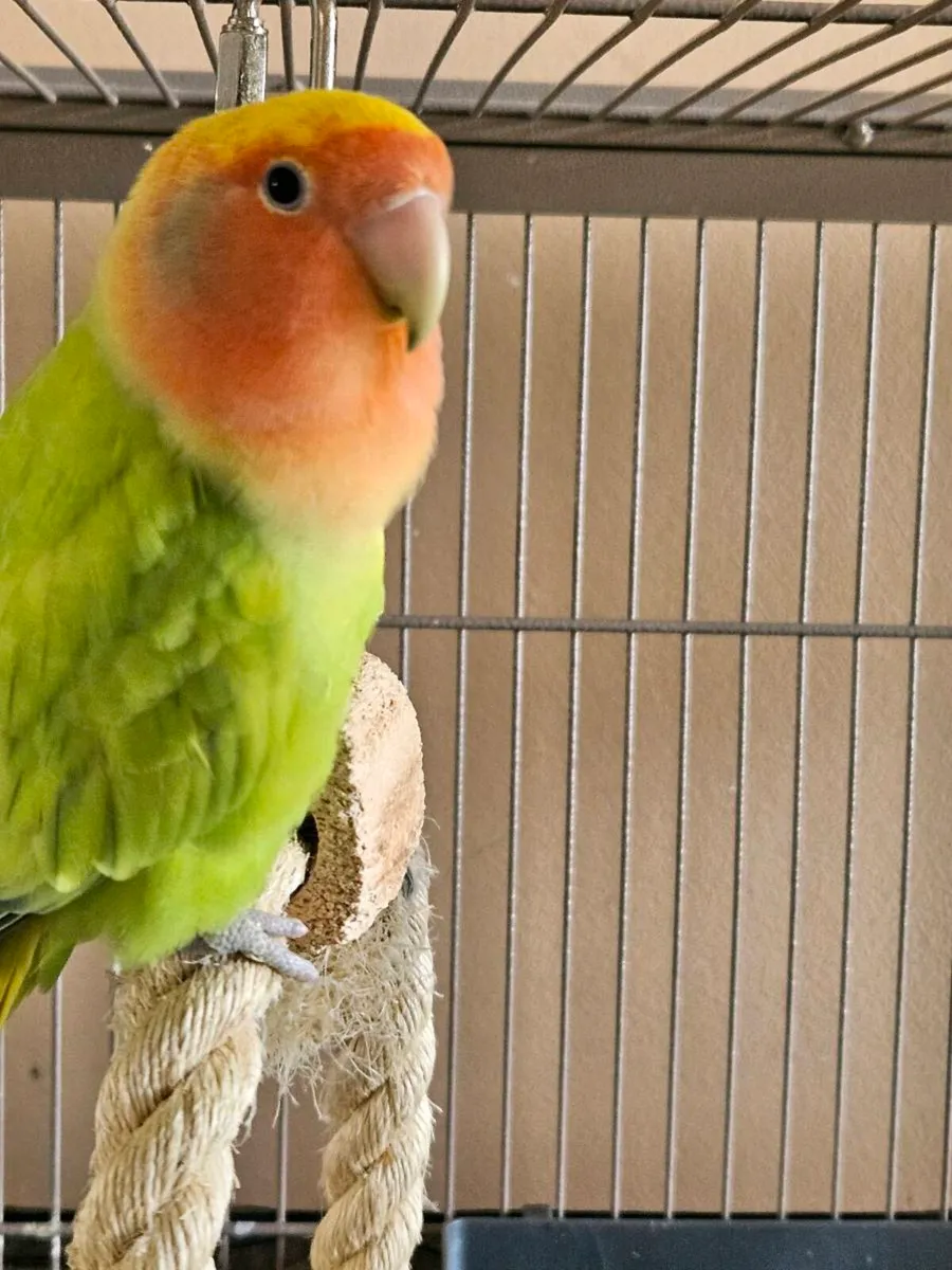 Peach Faced Lovebirds - Image 3