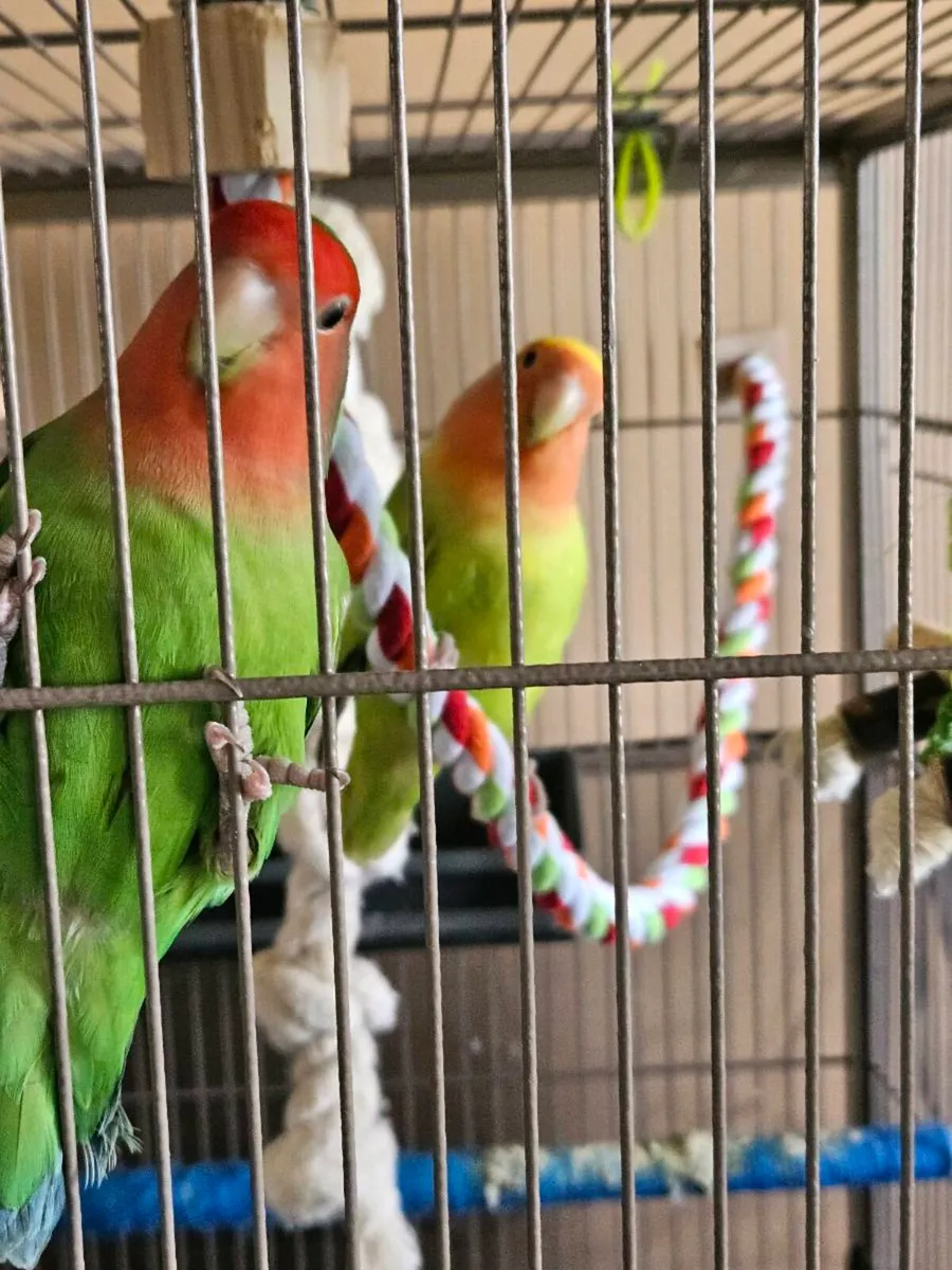 Peach Faced Lovebirds - Image 1