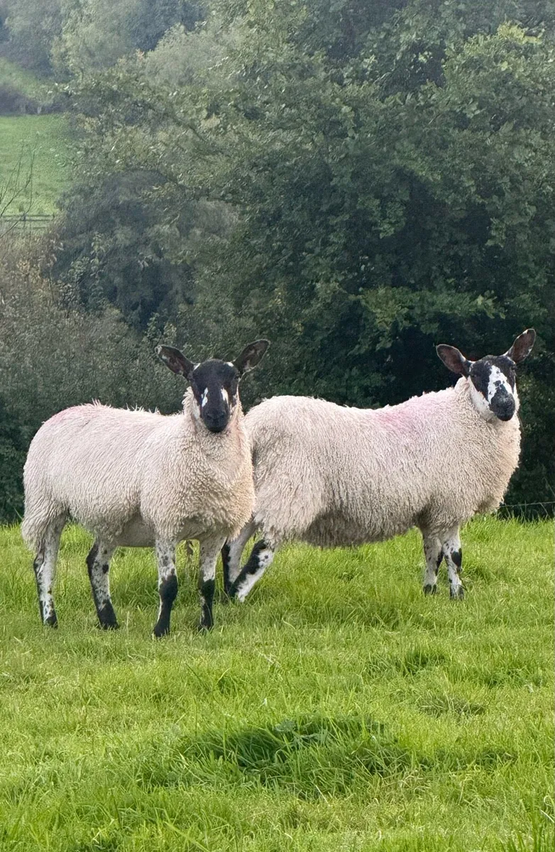 Milford X Ewe Lambs - Image 2