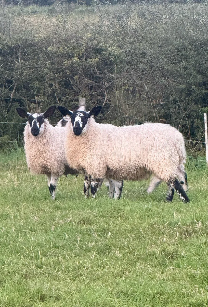 Milford X Ewe Lambs - Image 1