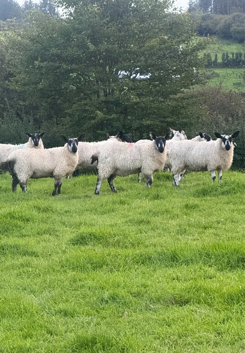 Milford X Ewe Lambs - Image 3