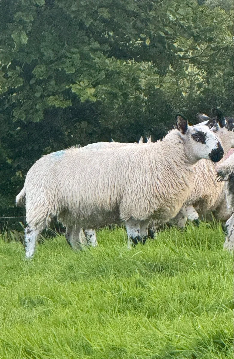 Milford X Ewe Lambs - Image 4