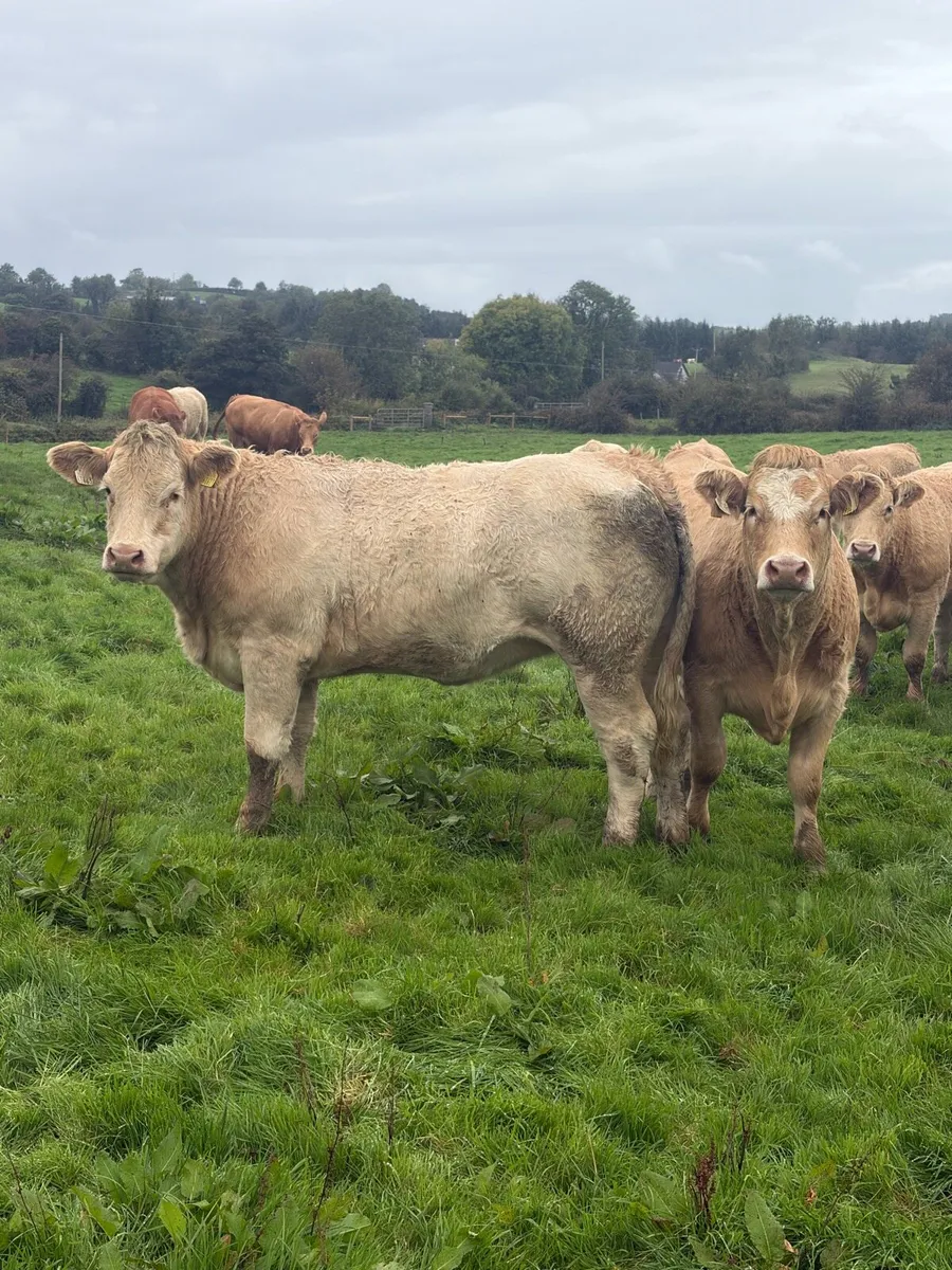 44 super store heifers - Image 3