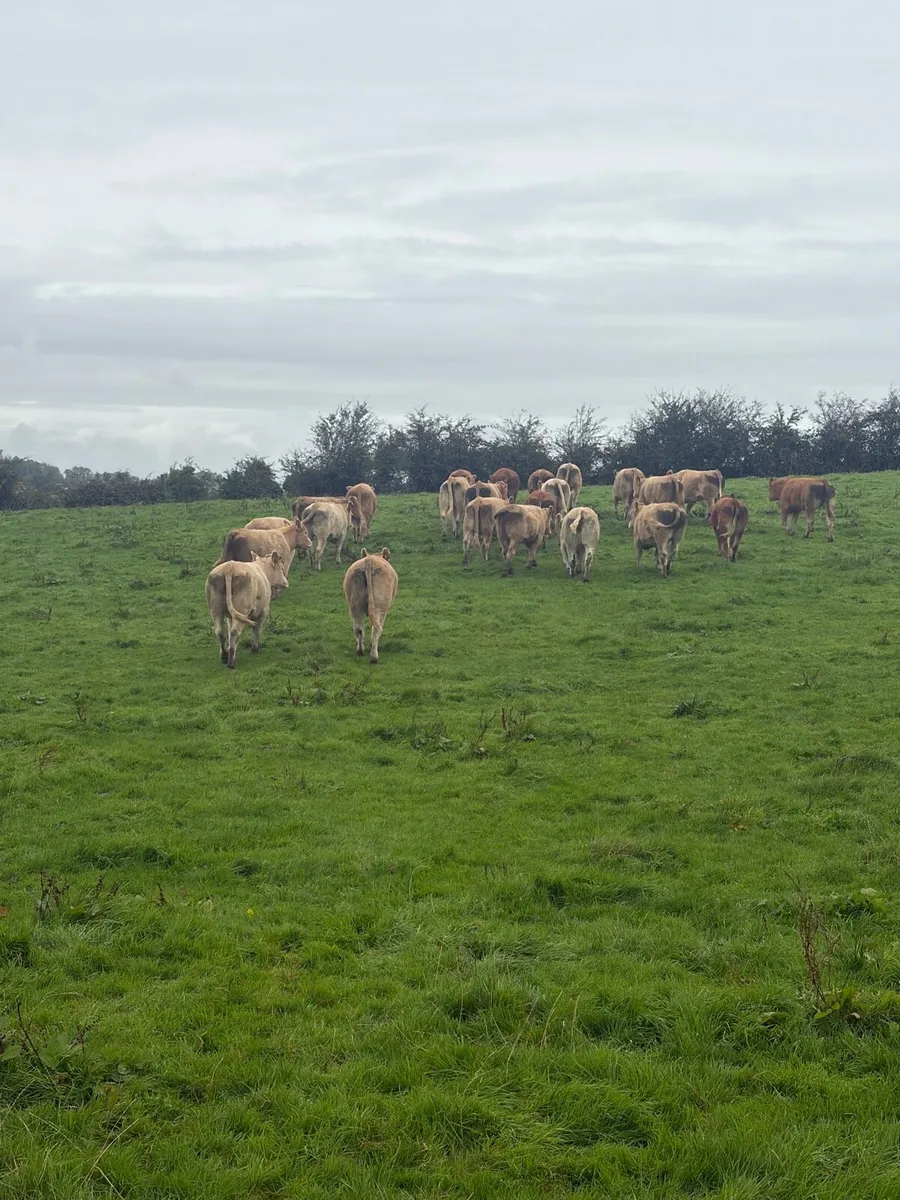 44 super store heifers - Image 1