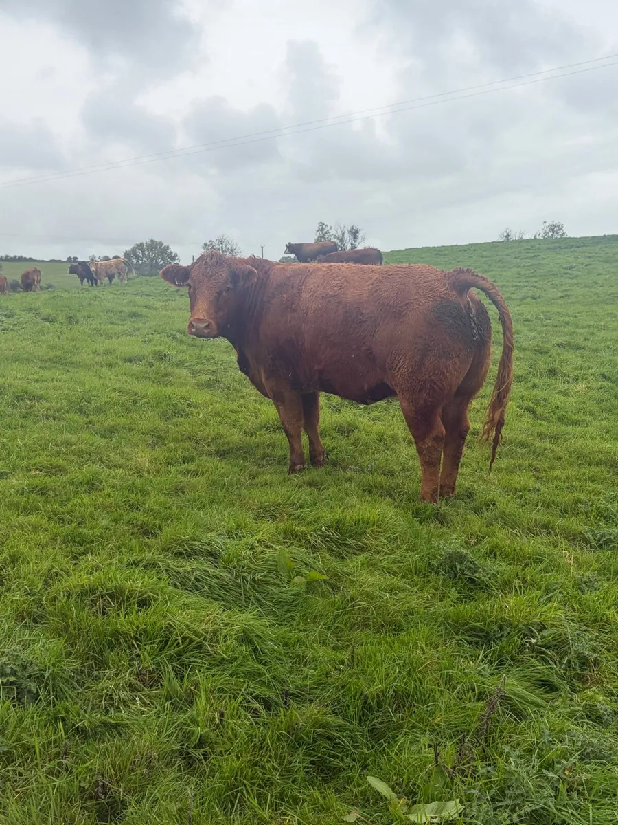44 super store heifers - Image 2