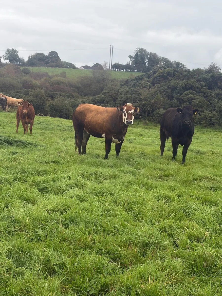 44 super store heifers - Image 4