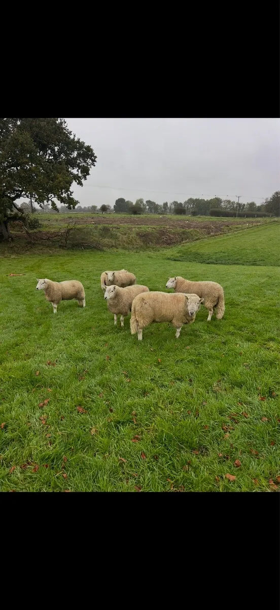 Wicklow cheviot rams Ballinasloe mart 8th October