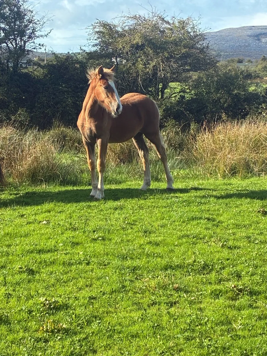 Filly foal - Image 2