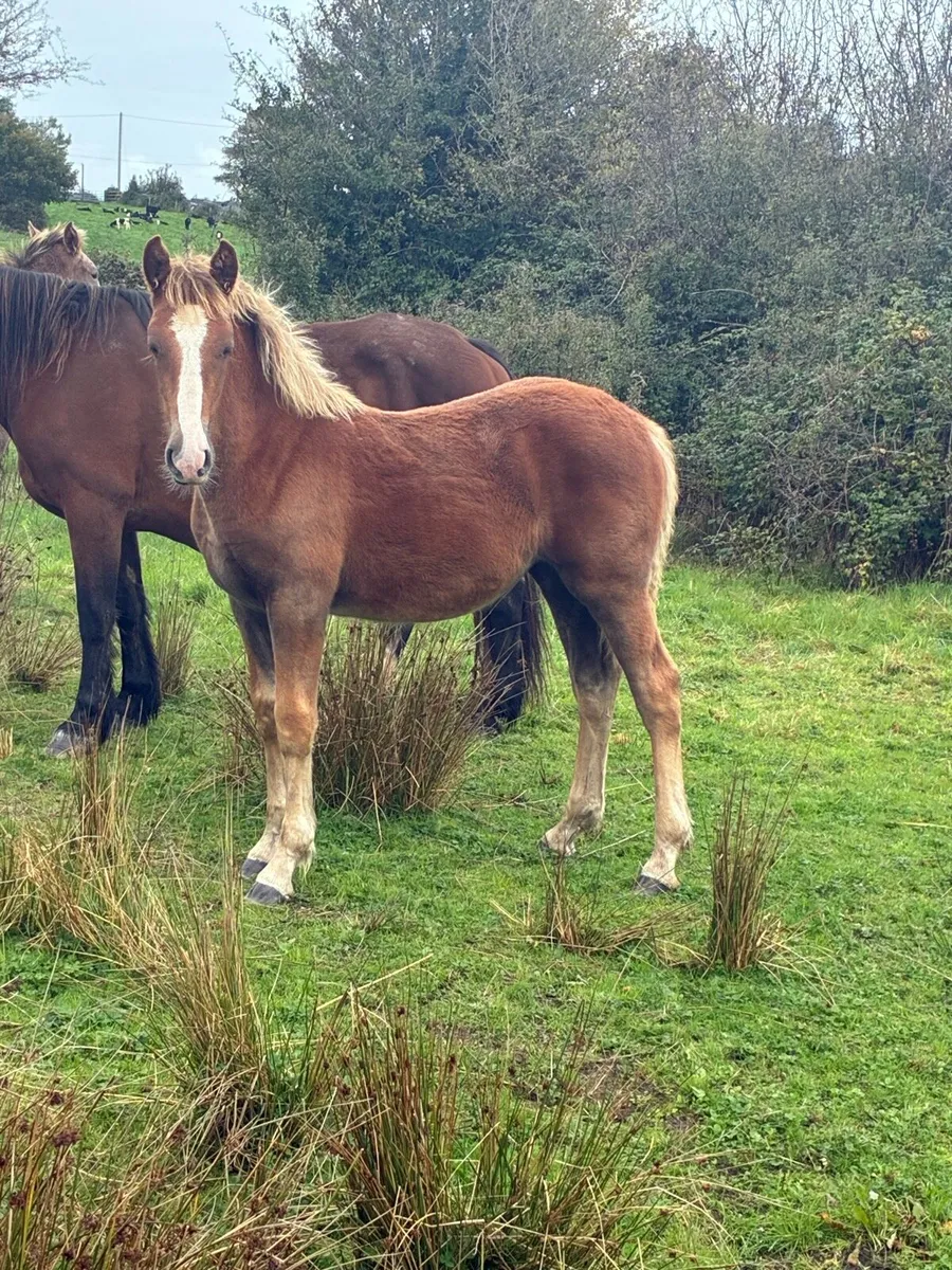 Filly foal - Image 3